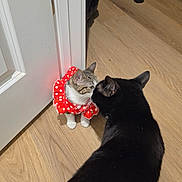 Mayonnaise is registered to the contest to win money with this photo: adorable, animal, black_cat, cat, clothing, curious, cute, domestic_animal, door, feline, floor, home, indoor, meeting, nose_to_nose, pet, playful, red_polka_dot, tabby_cat, wooden_floor