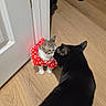 adorable, animal, black_cat, cat, clothing, curious, cute, domestic_animal, door, feline, floor, home, indoor, meeting, nose_to_nose, pet, playful, red_polka_dot, tabby_cat, wooden_floor
