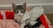 Mayonnaise joined the competition — help win amazing prizes! animal, bed, blanket, cat, cozy, curious, cute, domestic, feline, fur, indoor, kitten, outfit, pearl, pet, pink, red, resting, small, young