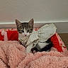 animal, bed, blanket, cat, cozy, curious, cute, domestic, feline, fur, indoor, kitten, outfit, pearl, pet, pink, red, resting, small, young