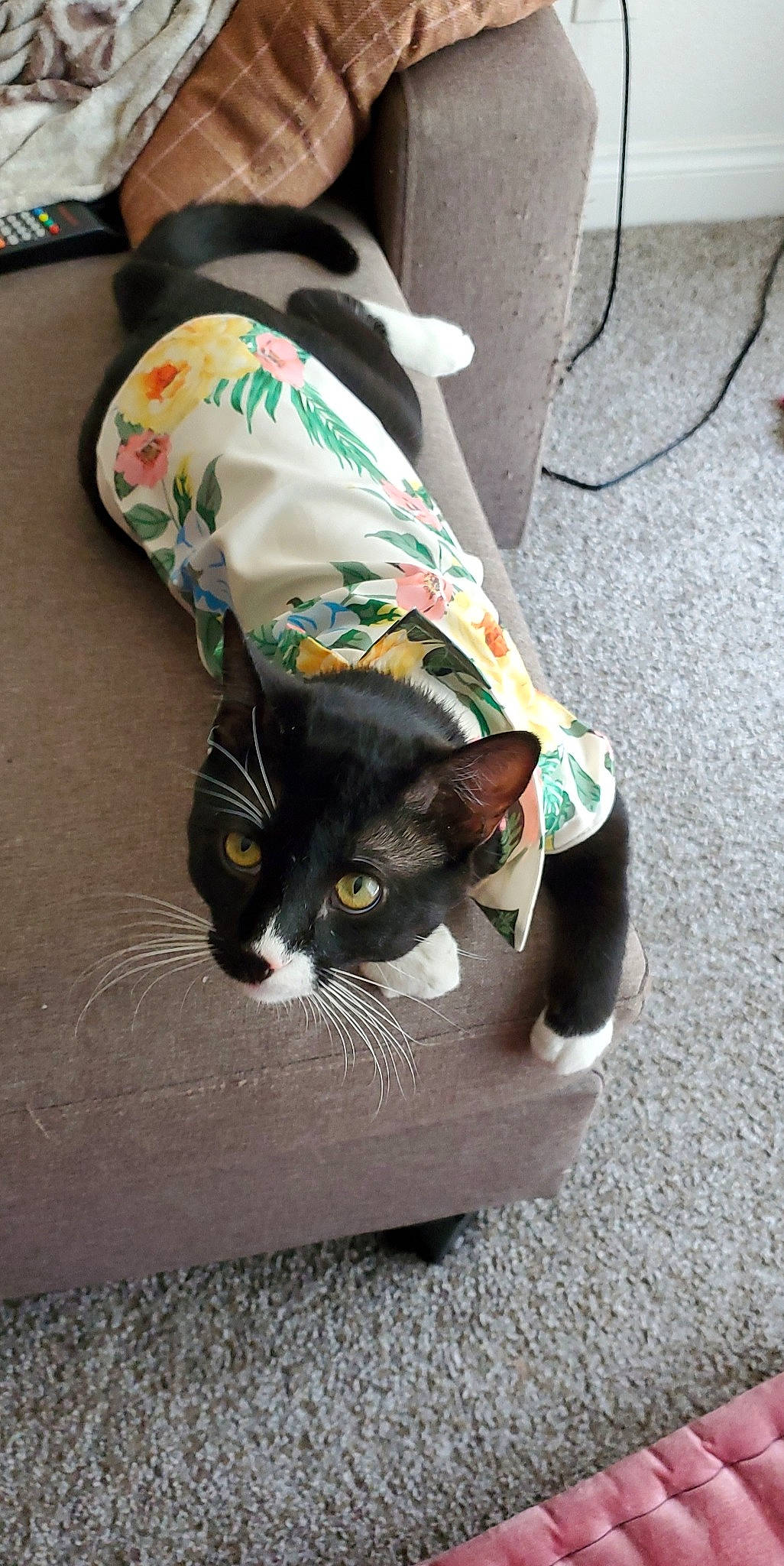 Mountain joined the competition — help win amazing prizes! bag, black_cat, box, carnivore, cat, cat_supply, comfort, domestic_short_haired_cat, felidae, floor, flooring, fur, human_leg, plant, shoe, sitting, small_to_medium_sized_cats, snout, tail, whiskers