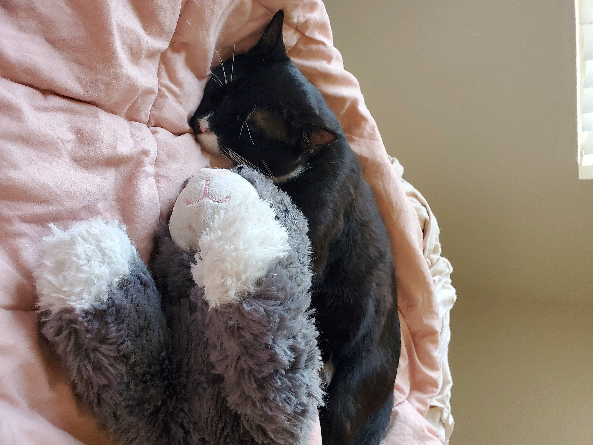 Mountain joined the competition — help win amazing prizes! animal_product, canidae, carnivore, comfort, companion_dog, dog_breed, fawn, feather, felidae, fur, fur_clothing, gesture, linens, small_to_medium_sized_cats, snout, sporting_group, stuffed_toy, tail, toy, wool