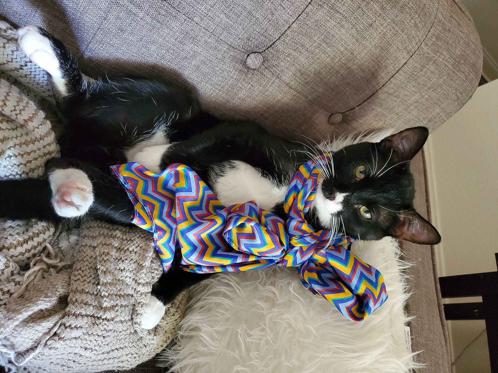 Mountain joined the competition — help win amazing prizes! carnivore, cat, comfort, dog_breed, electric_blue, fashion_accessory, fawn, felidae, fur, grey, mammal, pattern, personal_protective_equipment, plush, small_to_medium_sized_cats, snout, stuffed_toy, tail, toy, whiskers