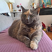 Roxie participe au concours pour gagner de l'argent avec cette photo : animal, blanket, calm, cat, couch, cozy, cute, decor, feline, figurines, floor, furniture, home, indoor, living_room, mammal, pet, relaxing, resting, table