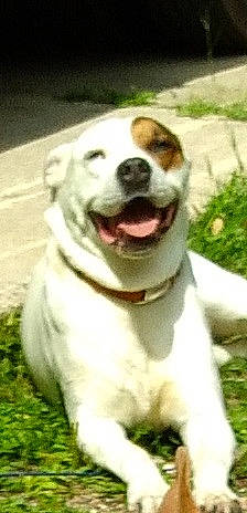 Athena joined the competition — help win amazing prizes! ancient_dog_breeds, canidae, carnivore, collar, companion_dog, dog, dog_breed, dog_collar, fang, grass, hunting_dog, non_sporting_group, plant, smile, snout, sporting_group, terrestrial_animal, whiskers, working_animal, working_dog