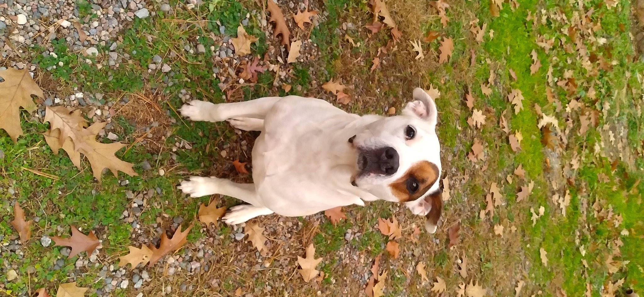 Athena joined the competition — help win amazing prizes! canidae, carnivore, collar, companion_dog, dog, dog_breed, fawn, grass, non_sporting_group, paw, plant, snout, sporting_group, tail, terrestrial_animal, wildlife, working_animal