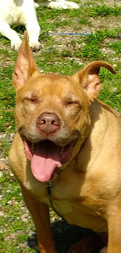 Thor joined the competition — help win amazing prizes! ancient_dog_breeds, canidae, carnivore, companion_dog, dog, dog_breed, ear, fawn, grass, liver, non_sporting_group, plant, snout, sporting_group, terrestrial_animal, terrestrial_plant, whiskers, working_animal, working_dog