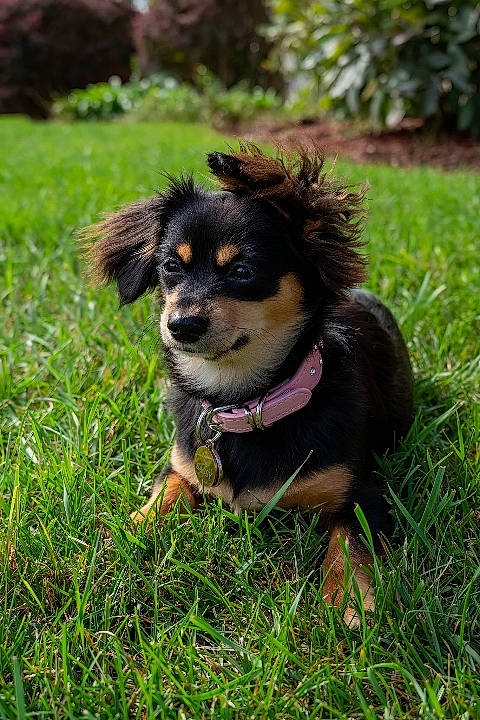 Sassy is registered to the contest to win money with this photo: canidae, carnivore, companion_dog, dog, dog_breed, fawn, fur, grass, plant, puppy, snout, sporting_group, toy_dog, tree, watch, whiskers, working_dog