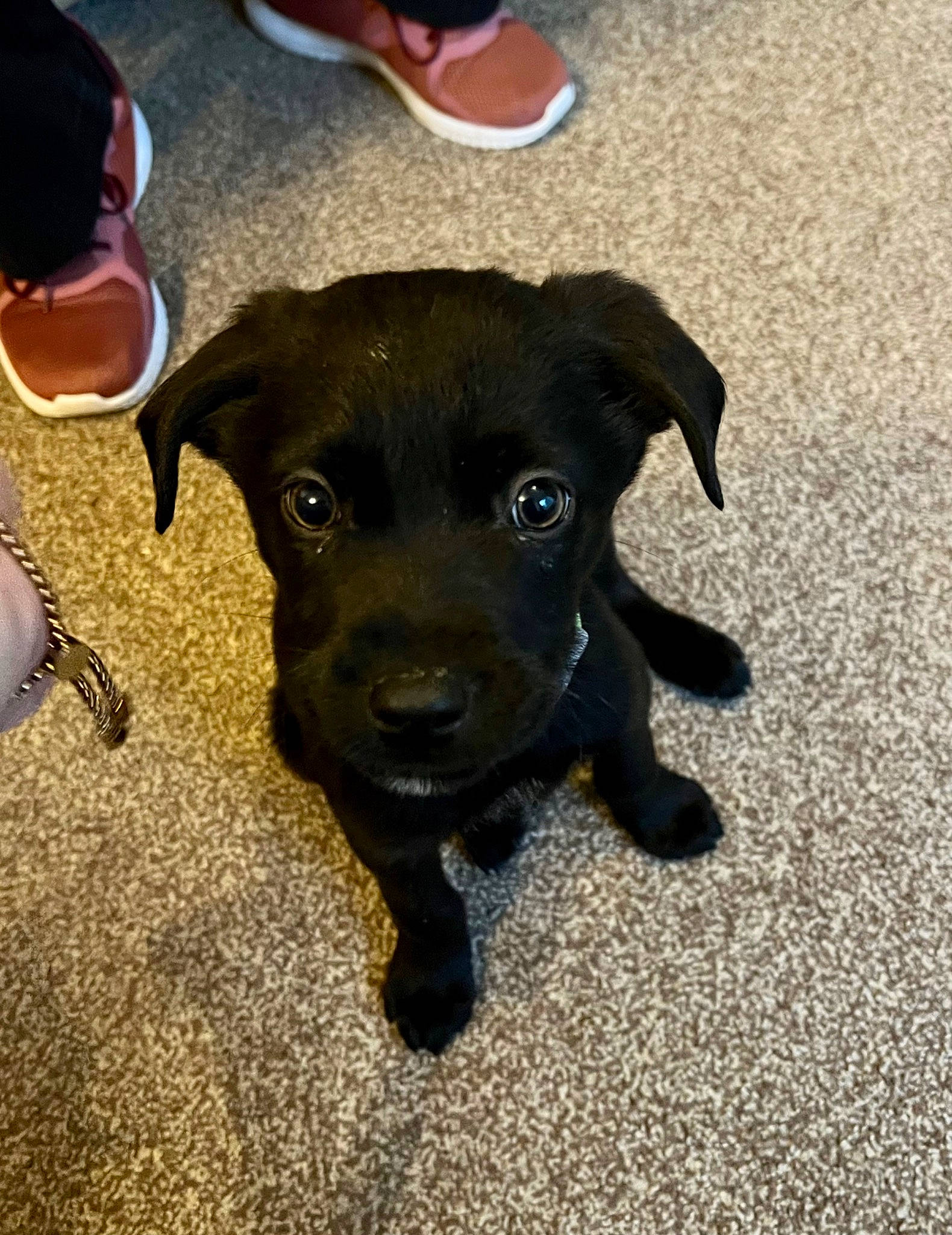 Cooper is registered to the contest to win money with this photo: baseball_cap, borador, canidae, carnivore, collar, companion_dog, dog, dog_breed, dog_collar, fawn, flooring, foot, guard_dog, hat, human_leg, liver, paw, snout, sporting_group, working_animal