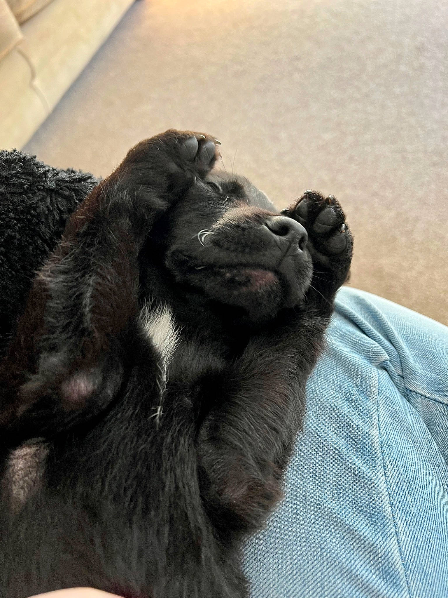 Cooper joined the competition — help win amazing prizes! borador, canidae, carnivore, claw, comfort, companion_dog, dog, dog_breed, foot, fur, gesture, liver, paw, sleeve, sporting_group, tail, terrestrial_animal, working_animal