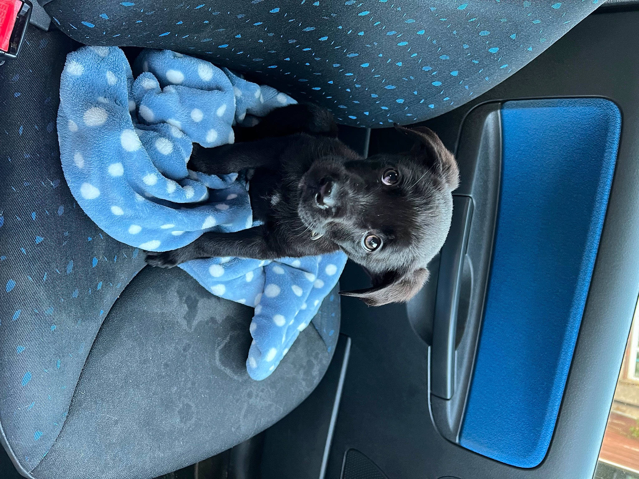 Cooper is registered to the contest to win money with this photo: auto_part, automotive_design, automotive_exterior, automotive_lighting, automotive_tire, automotive_wheel_system, bumper, car, carnivore, dog, electric_blue, family_car, fashion_accessory, hood, motor_vehicle, pattern, rim, trunk, vehicle, vehicle_door