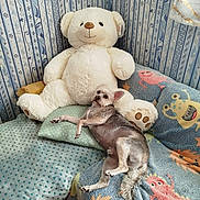 Rex participe au concours pour gagner de l'argent avec cette photo : dog, small_dog, pet, toy_dog, teddy_bear, stuffed_animal, sleeping, lying_down, belly_up, relaxed, bed, blanket, pillow, indoor, bedroom, portrait, cute, playful, textile, home_decor
