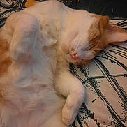 Pancake is registered to the contest to win money with this photo: cat, sleeping, orange, white, fur, paw, cozy, indoor, pillow, pattern, rest, cute, animal, pet, relaxed, whiskers, face, closeup, soft, nap