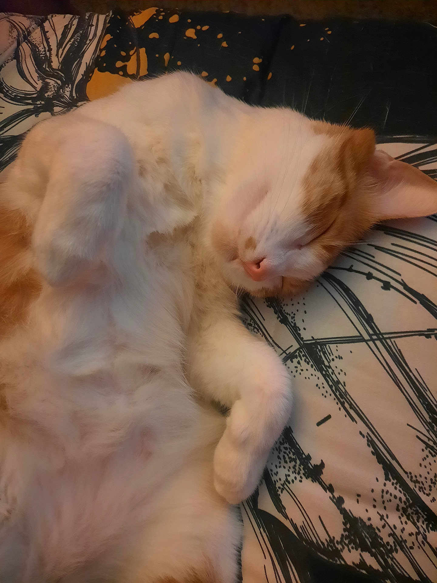 Pancake is registered to the contest to win money with this photo: cat, sleeping, orange, white, fur, paw, cozy, indoor, pillow, pattern, rest, cute, animal, pet, relaxed, whiskers, face, closeup, soft, nap