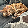 Heathcliff is registered to the contest to win money with this photo: cat, orange_tabby, ginger_cat, feline, pet, sleeping, curled_up, lying_down, paws, whiskers, ears, tail, striped_fur, green_eyes, couch, sofa, cushions, indoor, cozy, portrait