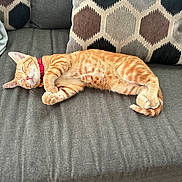 Heathcliff is registered to the contest to win money with this photo: cat, orange_tabby, sleeping, relaxed, pet, feline, collar, red_collar, sofa, couch, cushion, pillow, indoor, home, furniture, resting, lying_down, striped_fur, whiskers, cozy