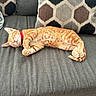 cat, orange_tabby, sleeping, relaxed, pet, feline, collar, red_collar, sofa, couch, cushion, pillow, indoor, home, furniture, resting, lying_down, striped_fur, whiskers, cozy