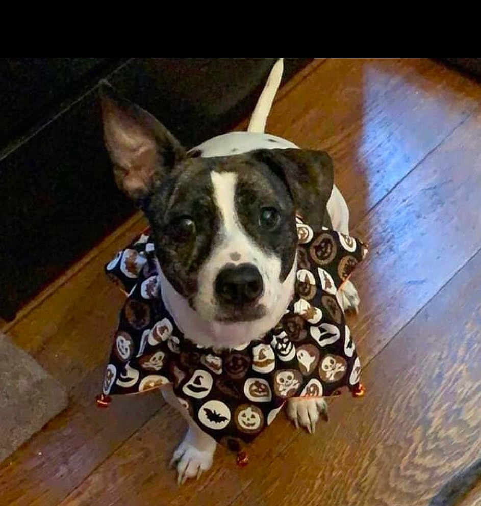 Emmitt