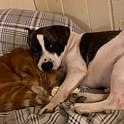 Emmitt joined the competition — help win amazing prizes! animal, cat, comfort, companion, couch, cozy, cuddling, cute, dog, domestic, friendship, fur, indoor, mammal, pet, plaid, relaxing, resting, sleeping, snuggling