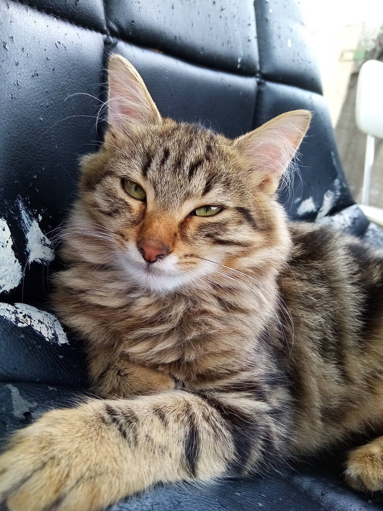 Poussy participe au concours pour gagner de l'argent avec cette photo : aegean_cat, american_shorthair, american_wirehair, asian, australian_mist, california_spangled, carnivore, cat, domestic_short_haired_cat, dragon_li, european_shorthair, felidae, kitten, mammal, pixie_bob, small_to_medium_sized_cats, tabby_cat, vertebrate, whiskers, wild_cat