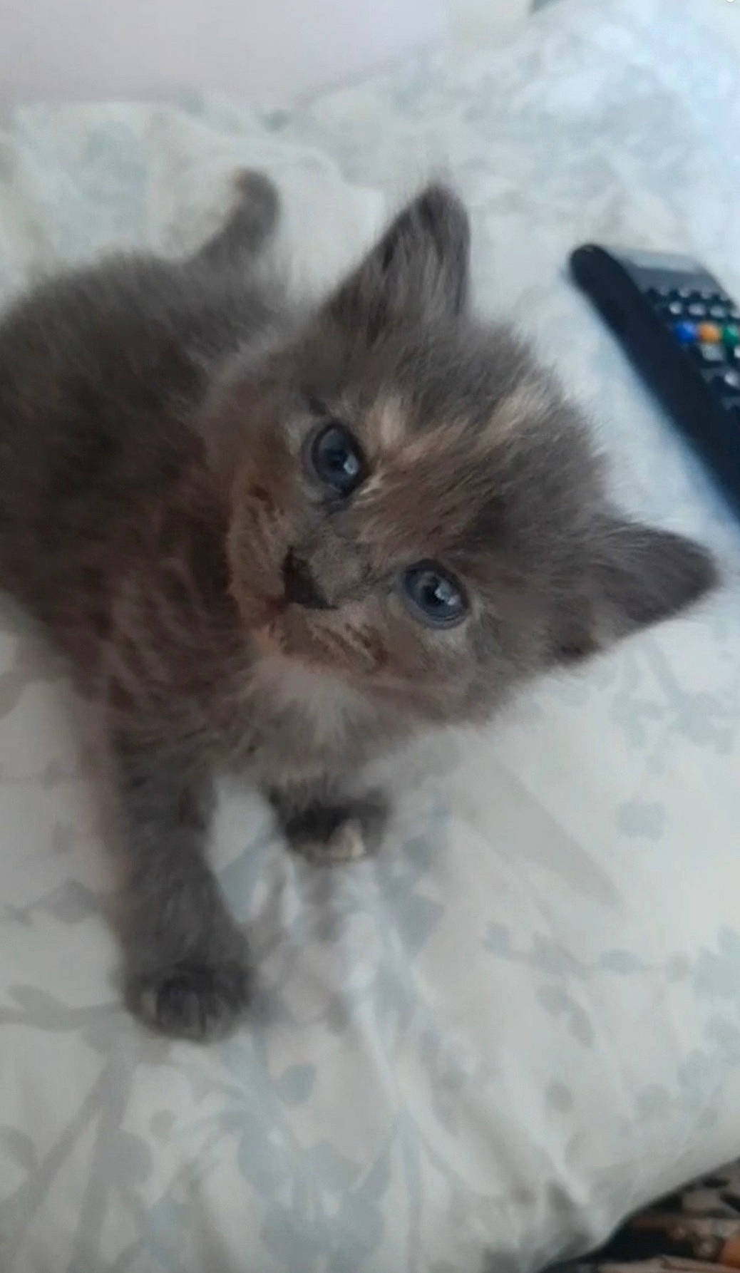 Mouguaï a rejoint le concours — aidez-le/la à gagner de superbes lots ! british_longhair, canidae, carnivore, cat, claw, computer_keyboard, dog_breed, fawn, felidae, flooring, fur, grey, input_device, paw, ragdoll, remote_control, small_to_medium_sized_cats, snout, tail, whiskers