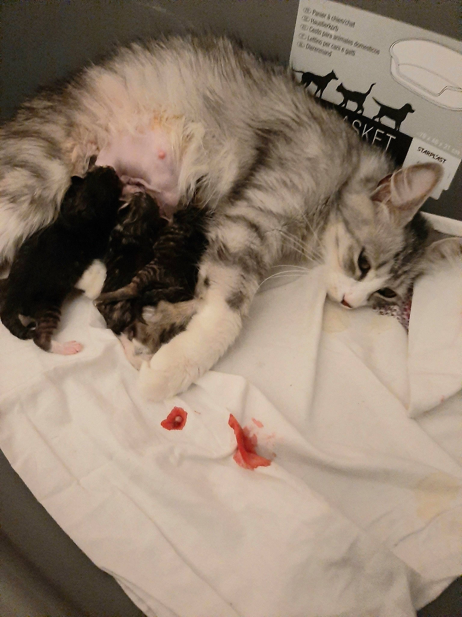 . Lara participe au concours pour gagner de l'argent avec cette photo : bed, bed_sheet, carnivore, cat, claw, comfort, domestic_short_haired_cat, felidae, fur, linens, nap, paper, paper_product, paw, room, sleep, small_to_medium_sized_cats, tail, whiskers