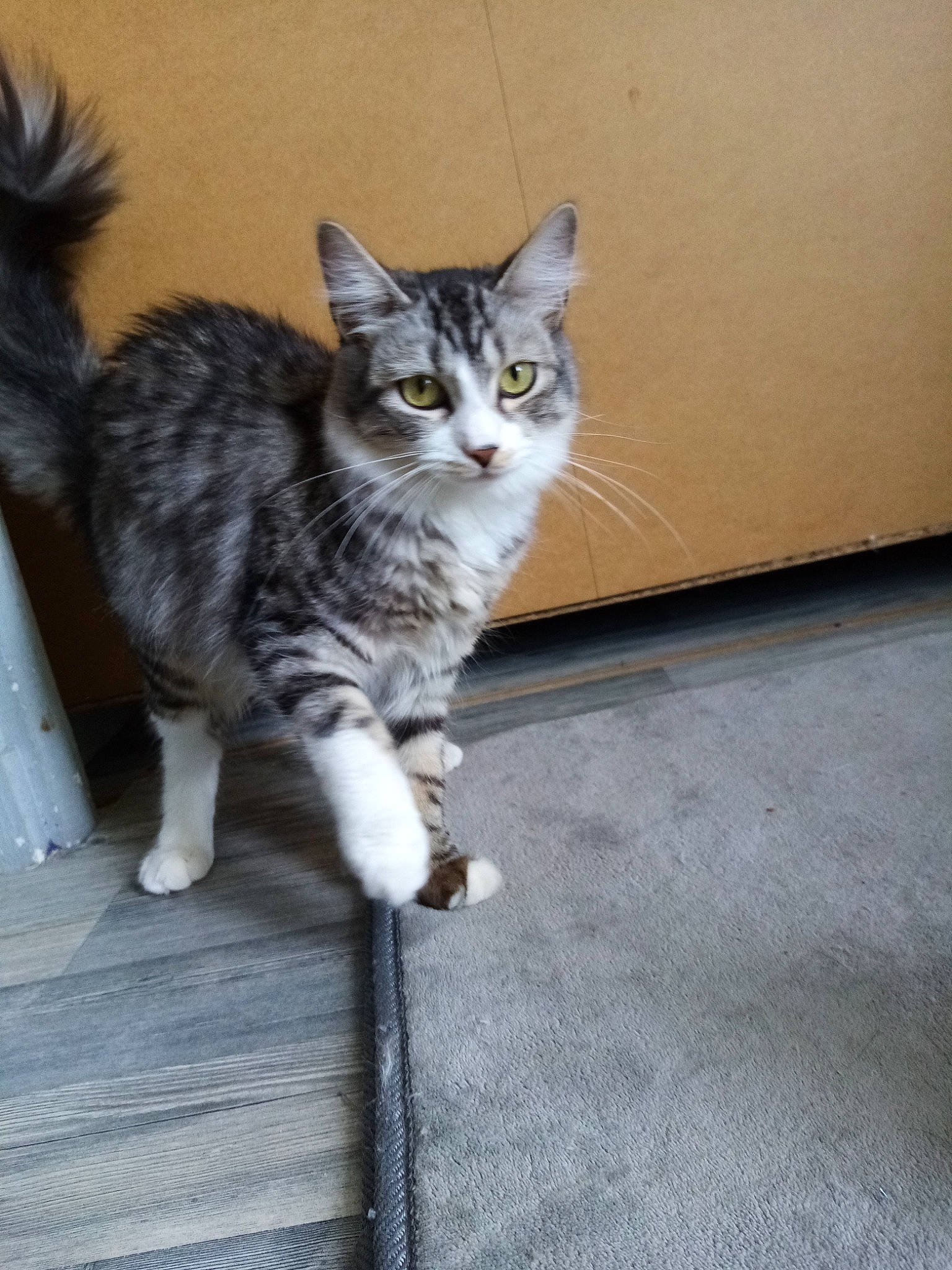 . Lara a rejoint le concours — aidez-le/la à gagner de superbes lots ! aegean_cat, carnivore, cat, domestic_long_haired_cat, domestic_short_haired_cat, dragon_li, european_shorthair, felidae, kitten, kurilian_bobtail, maine_coon, mammal, norwegian_forest_cat, polydactyl_cat, siberian, small_to_medium_sized_cats, tabby_cat, tail, vertebrate, whiskers