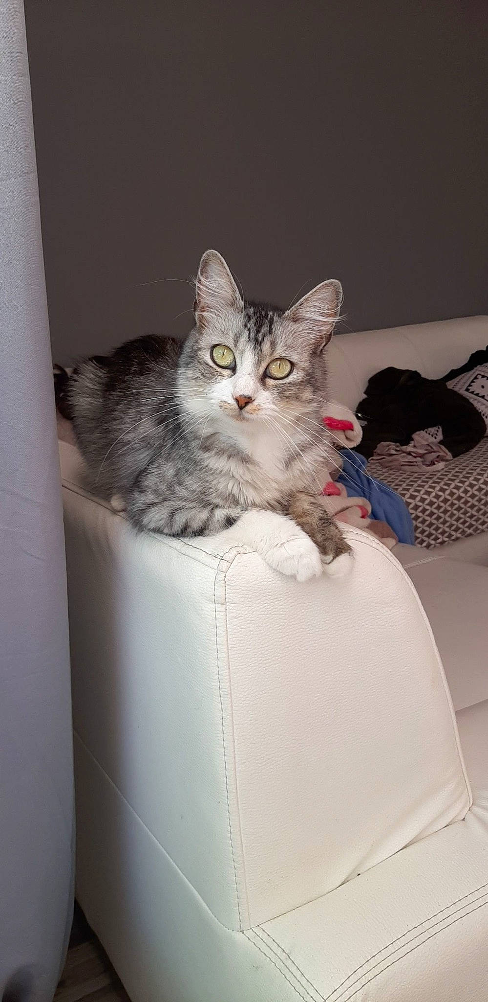 . Lara a rejoint le concours — aidez-le/la à gagner de superbes lots ! box, carnivore, cat, claw, comfort, domestic_short_haired_cat, felidae, fur, grey, paw, room, sitting, small_to_medium_sized_cats, tail, whiskers