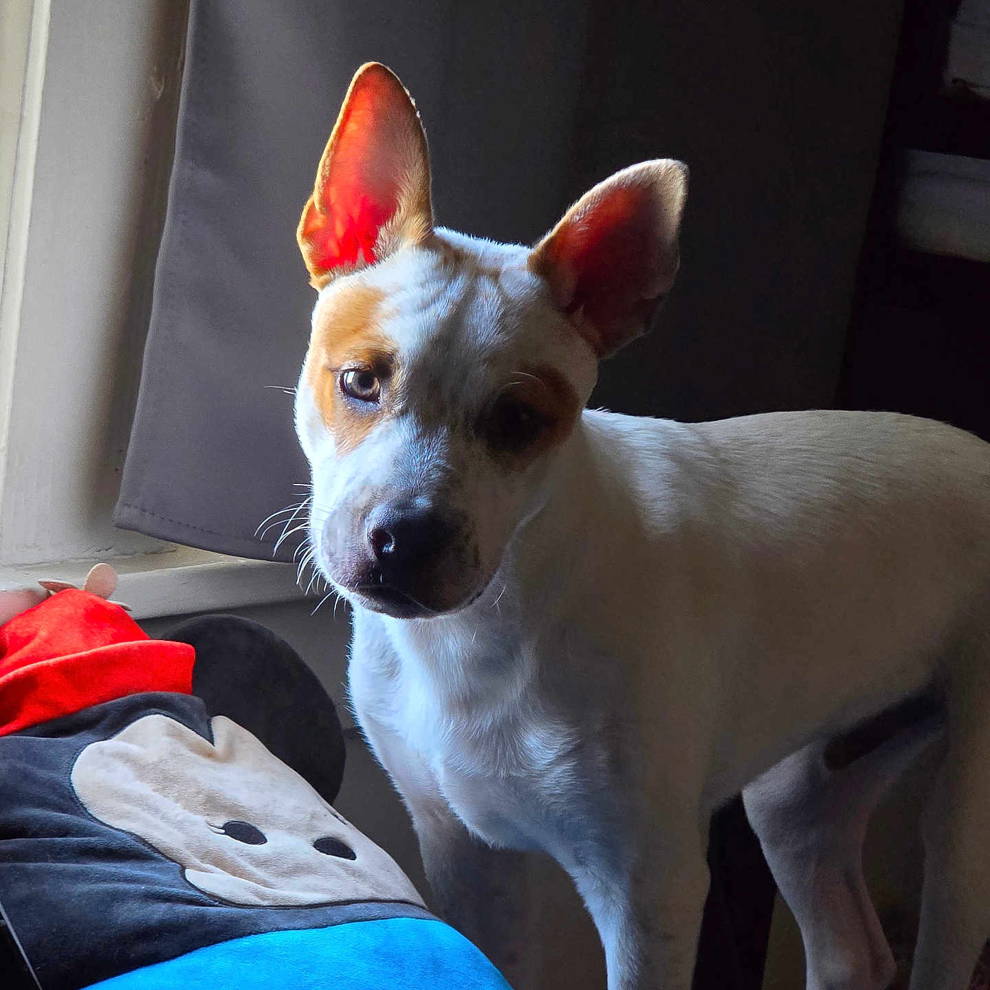 Pharoah joined the competition — help win amazing prizes! accessories, animal, bulldog, canine, chihuahua, clothing, couch, cushion, dog, footwear, furniture, homedecor, hound, indoors, linen, pet, puppy, shoe, strap, whitedog