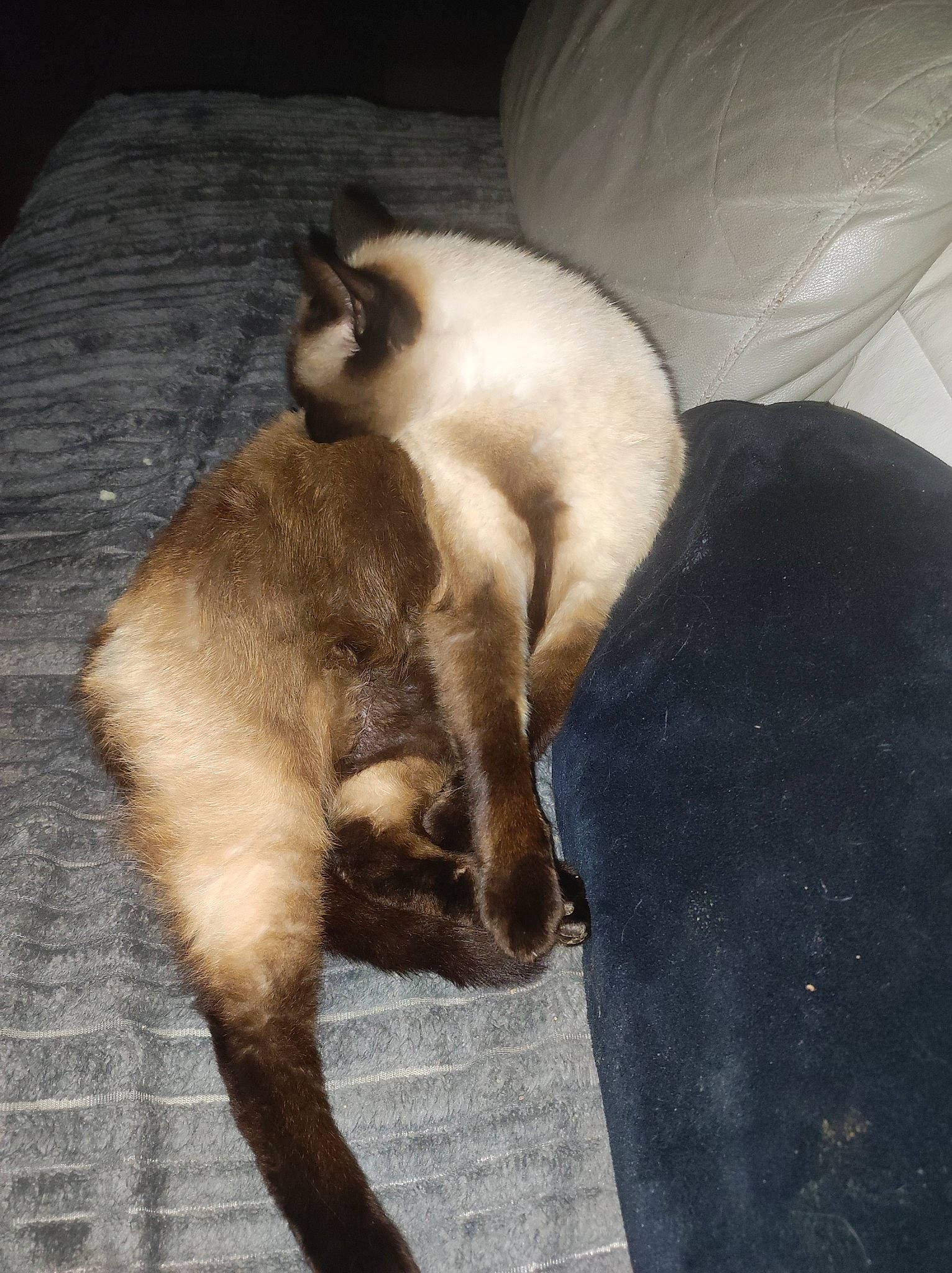 Marley a rejoint le concours — aidez-le/la à gagner de superbes lots ! balinese, canidae, carnivore, cat, claw, comfort, couch, dog_breed, fawn, felidae, fur, nap, paw, siamese, sleeper_chair, small_to_medium_sized_cats, tail, thai, tonkinese, whiskers