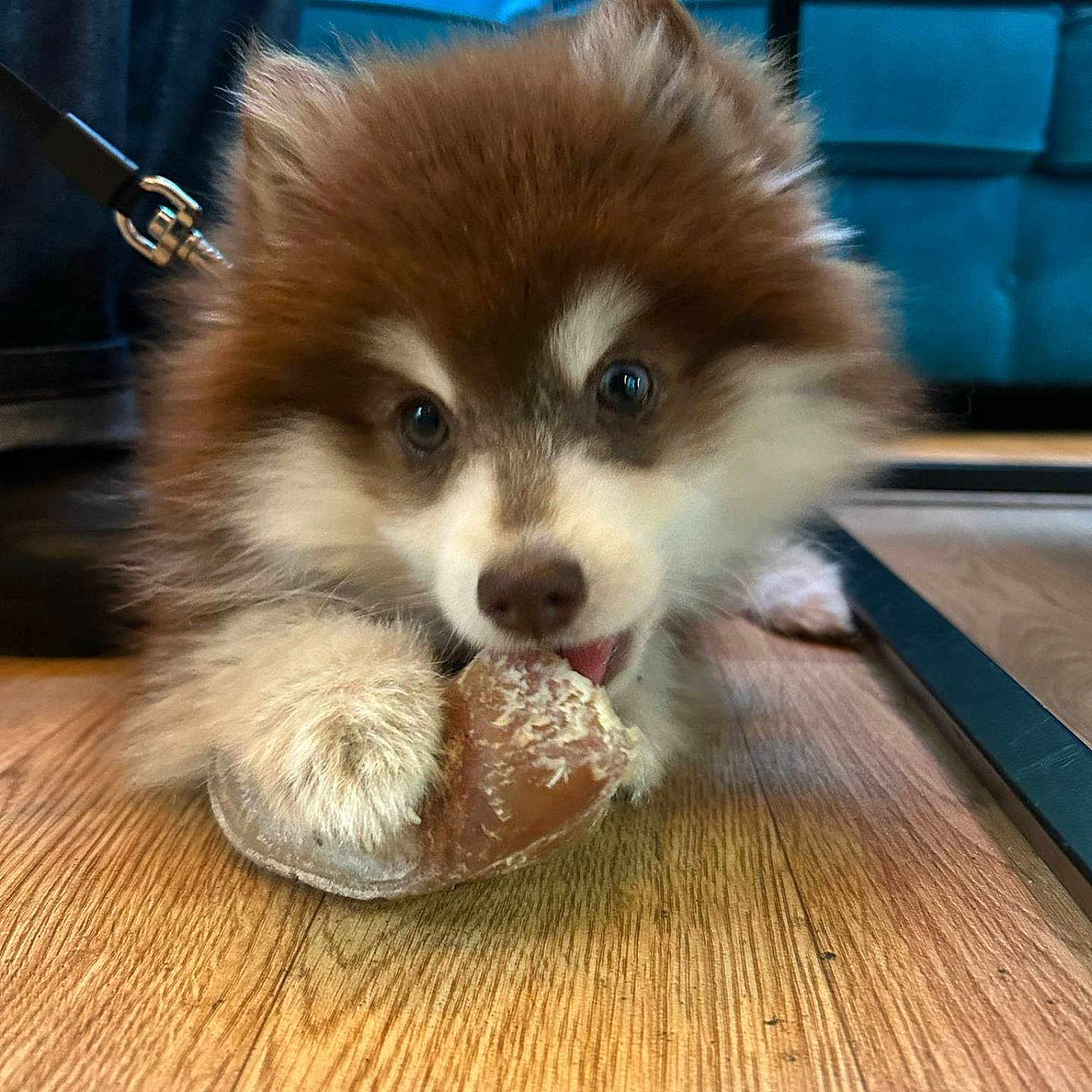 Roxy a rejoint le concours — aidez-le/la à gagner de superbes lots ! animal, blue_couch, brown_fur, chewing, closeup, couch, cute, dog, domestic, floor, fluffy, furniture, indoor, leash, paw, pet, puppy, treat, white_fur, wooden_floor