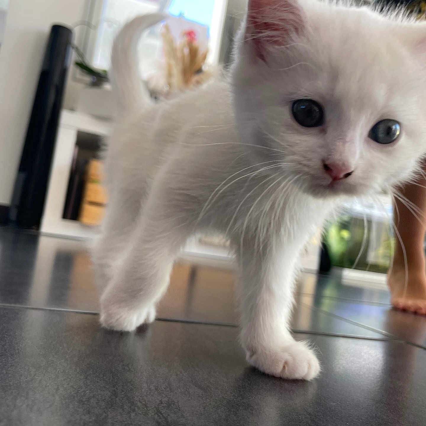 Zazou participe au concours pour gagner de l'argent avec cette photo : abyssinian, angora, animal, ankle, barefoot, bodypart, cat, hardwood, indoors, kitten, manx, person, pet, siamese, tile, toe, wood