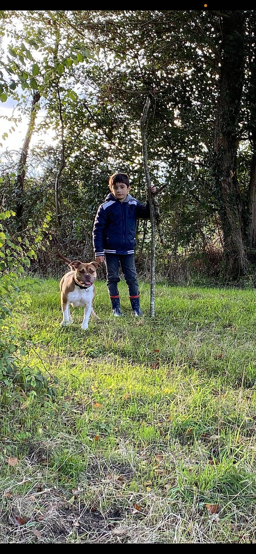 Joey a rejoint le concours — aidez-le/la à gagner de superbes lots ! akita, canidae, carnivore, companion_dog, dog, dog_breed, dog_walking, field_trial, hunting_dog, leash, mammal, person, sporting_group, vertebrate