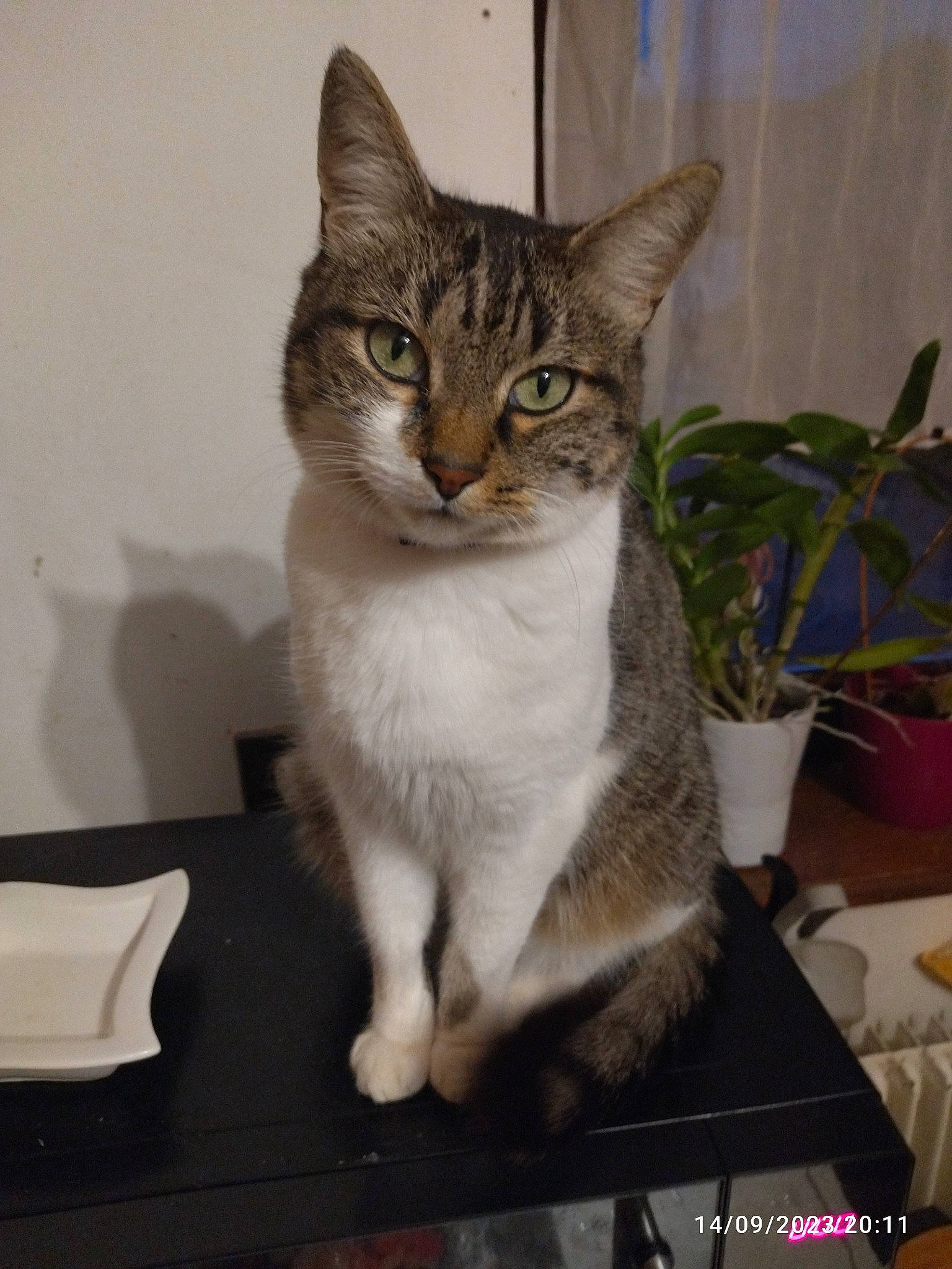 éôle participe au concours pour gagner de l'argent avec cette photo : carnivore, cat, cat_furniture, cat_supply, domestic_short_haired_cat, door, felidae, flowerpot, fur, houseplant, paw, pet_supply, plant, sitting, small_to_medium_sized_cats, snout, tail, terrestrial_animal, whiskers, window