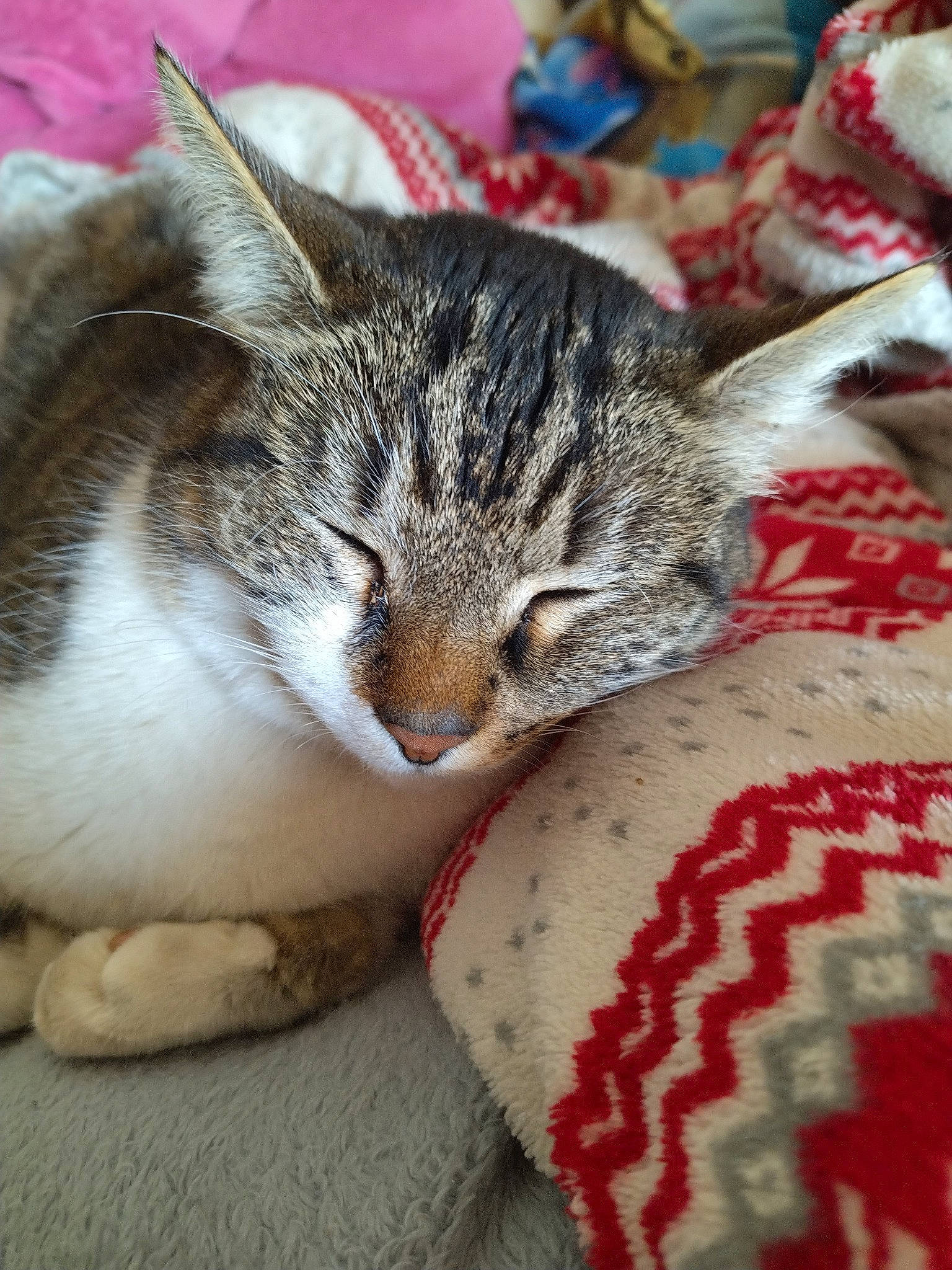 éôle a rejoint le concours — aidez-le/la à gagner de superbes lots ! carnivore, cat, cat_supply, claw, comfort, domestic_short_haired_cat, felidae, fur, linens, nap, pattern, paw, small_to_medium_sized_cats, snout, tail, tree, whiskers