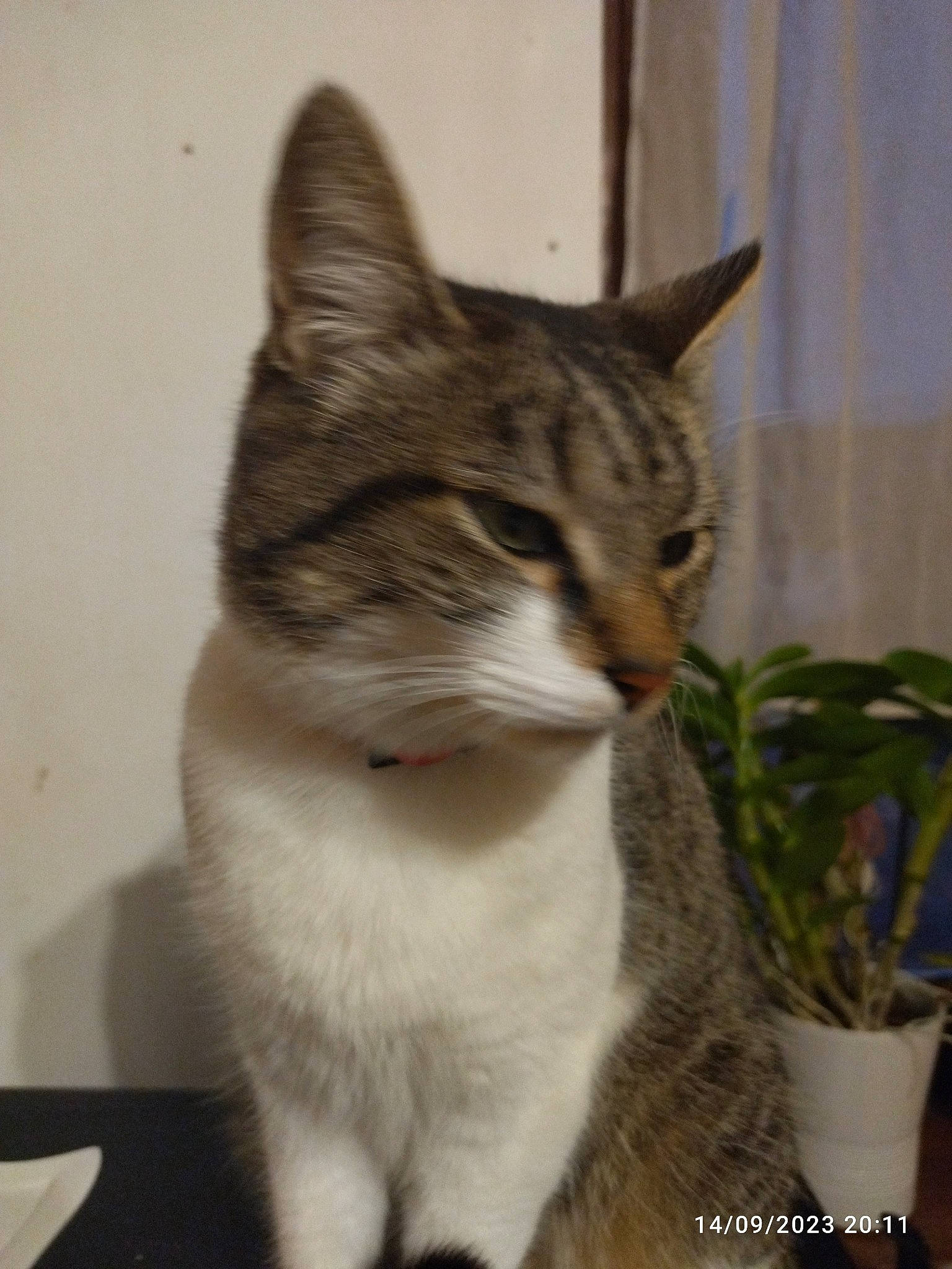 éôle participe au concours pour gagner de l'argent avec cette photo : carnivore, cat, curtain, domestic_short_haired_cat, felidae, flowerpot, fur, houseplant, paw, plant, small_to_medium_sized_cats, snout, tail, terrestrial_animal, whiskers, window