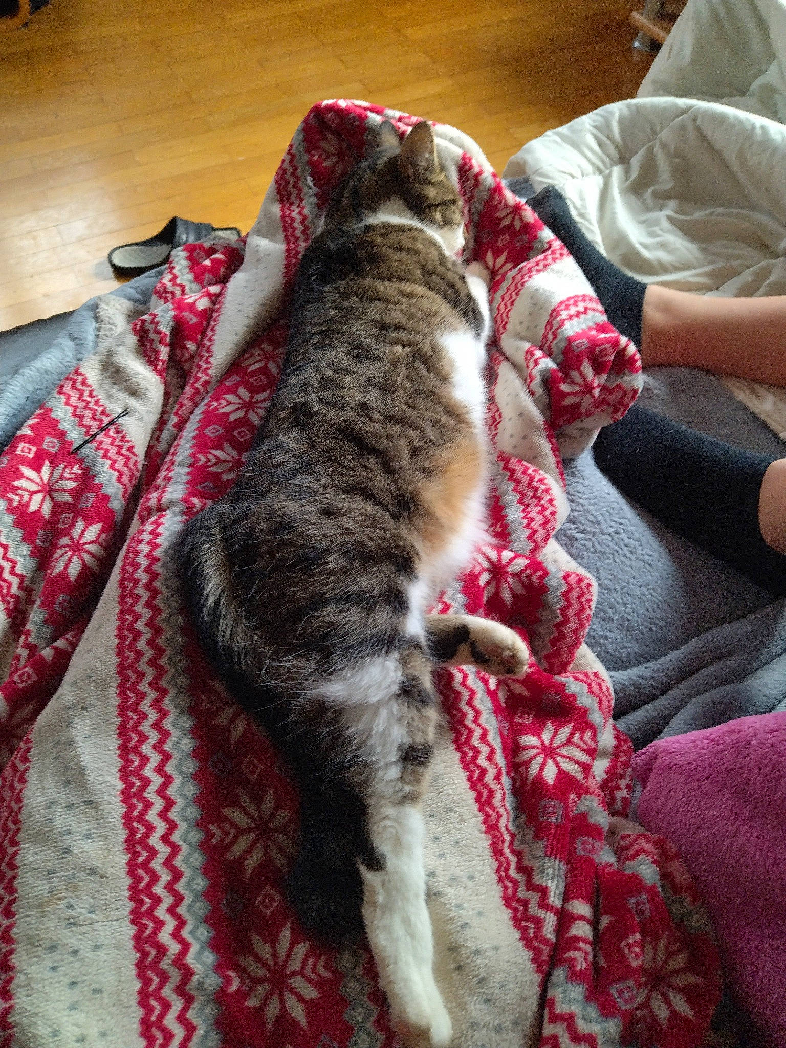 éôle participe au concours pour gagner de l'argent avec cette photo : canidae, carnivore, cat, claw, comfort, domestic_short_haired_cat, felidae, flooring, fur, grey, linens, nap, pattern, small_to_medium_sized_cats, sporting_group, tail, whiskers