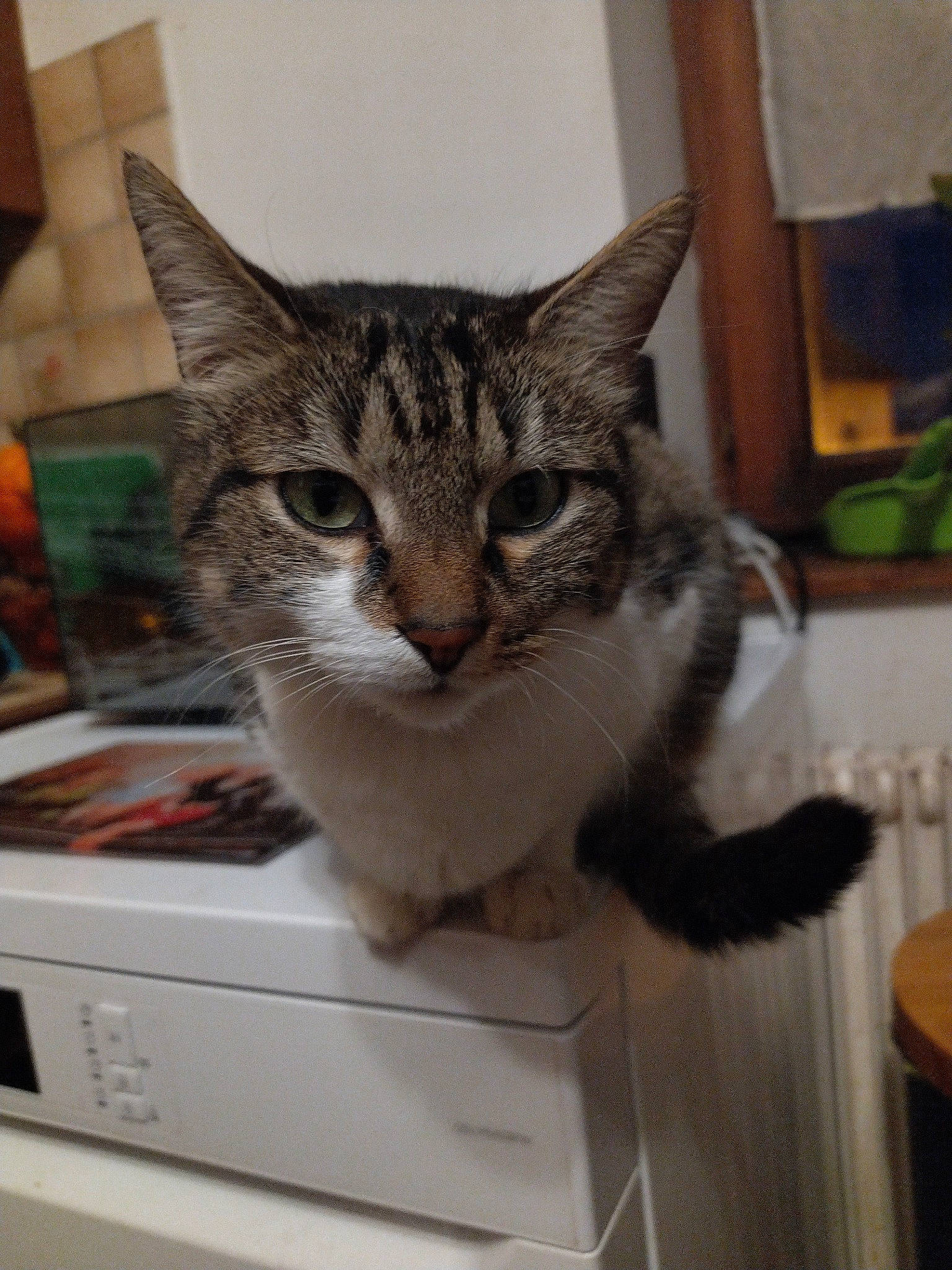 éôle a rejoint le concours — aidez-le/la à gagner de superbes lots ! box, cardboard, carnivore, cat, cat_supply, domestic_short_haired_cat, drawer, felidae, fur, home_appliance, major_appliance, office_equipment, office_supplies, paw, pet_supply, photocopier, small_to_medium_sized_cats, washing_machine, whiskers, window