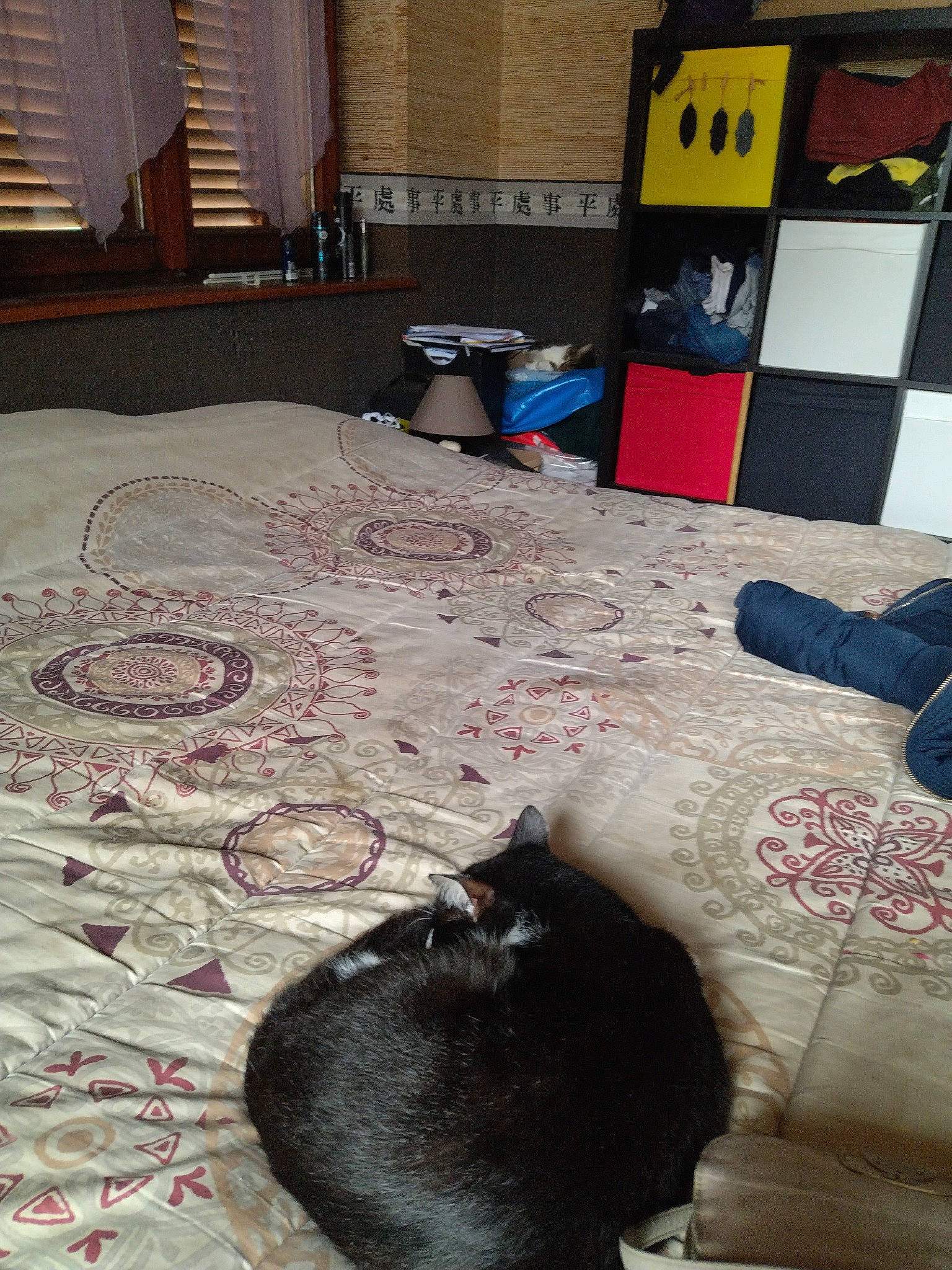 Akim participe au concours pour gagner de l'argent avec cette photo : bedroom, carnivore, carpet, cat, comfort, companion_dog, felidae, floor, flooring, fur, hardwood, interior_design, linens, living_room, room, small_to_medium_sized_cats, tail, textile, tints_and_shades, wood