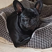 Rose participe au concours pour gagner de l'argent avec cette photo : animal, bed, black_dog, blanket, canine, close_up, comfort, cozy, dog, dog_bed, domestic_animal, ears, french_bulldog, fur, household, indoor, pet, portrait, resting, sleeping_area