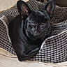 animal, bed, black_dog, blanket, canine, close_up, comfort, cozy, dog, dog_bed, domestic_animal, ears, french_bulldog, fur, household, indoor, pet, portrait, resting, sleeping_area