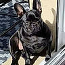 animal, black_dog, chair, companion, cute, dog, domestic, door, ear, face, floor, french_bulldog, outdoor, pet, portrait, rug, shadow, sitting, sunlight, wall