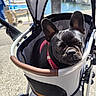 animal, black_dog, boats, canine, closeup, curious_expression, daylight, dog, french_bulldog, leisure, marina, outdoor, pavement, pet_accessory, pet_stroller, portrait, sunlight, transport, urban, waterfront