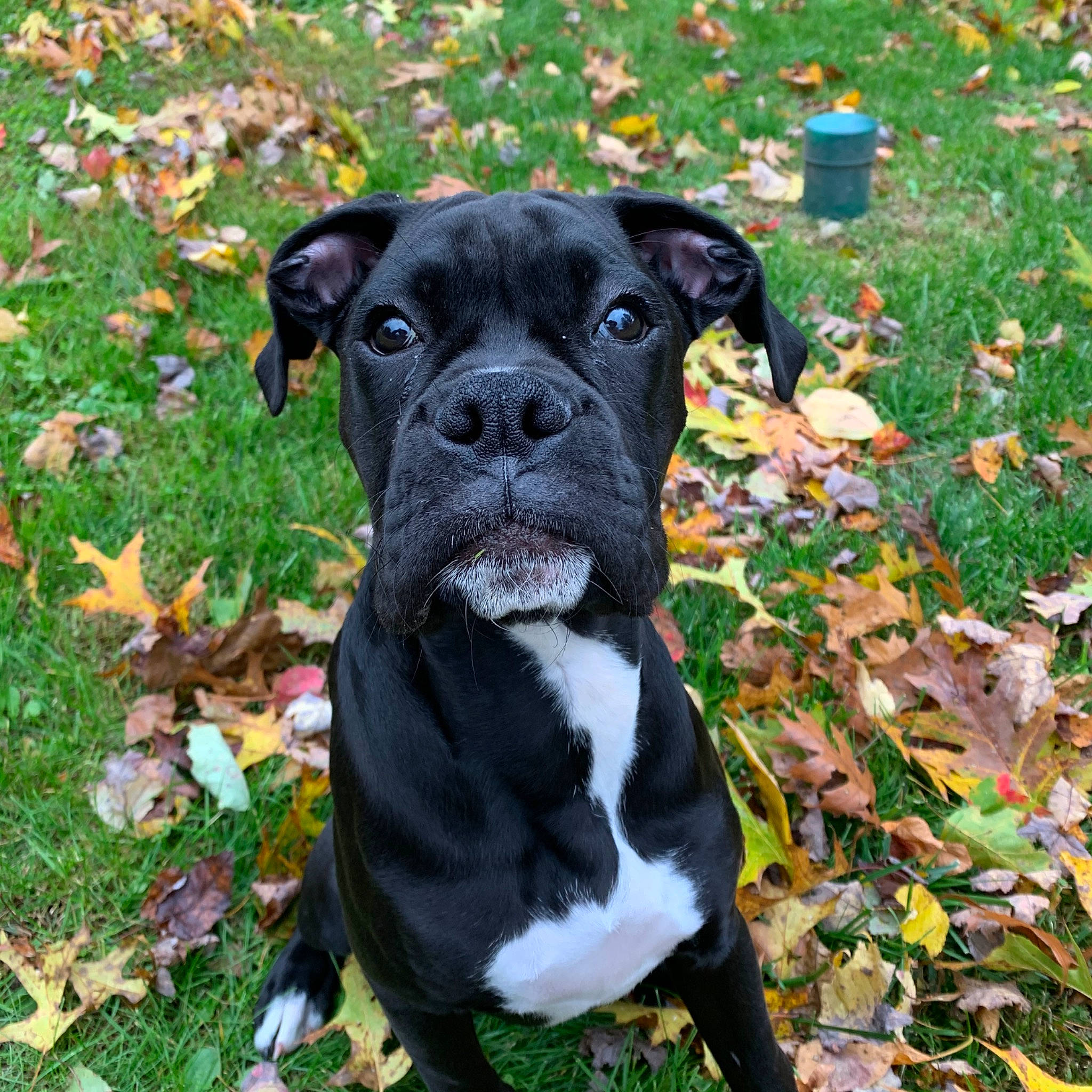 Dex joined the competition — help win amazing prizes! american_pit_bull_terrier, boxer, canidae, carnivore, companion_dog, dog, dog_breed, grass, mammal, molosser, non_sporting_group, plant, puppy, rare_breed_dog, renascence_bulldogge, snout, sporting_group, staffordshire_bull_terrier, valley_bulldog, vertebrate