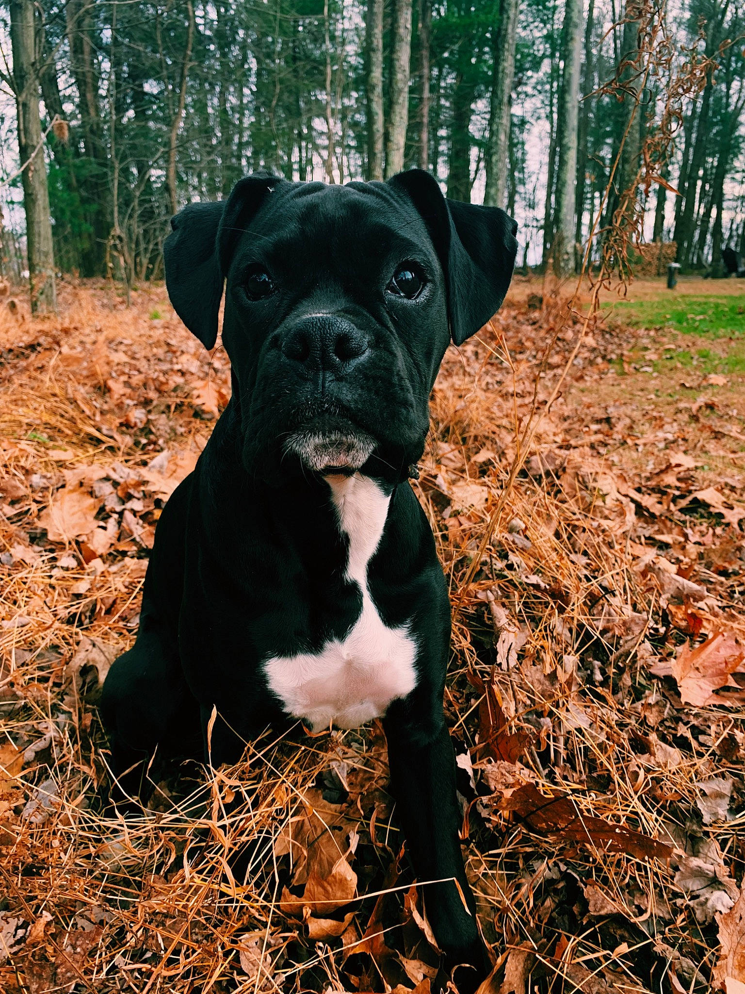 Dex is registered to the contest to win money with this photo: american_bulldog, bandog, boxer, cane_corso, canidae, carnivore, companion_dog, dog, dog_breed, fawn, mammal, molosser, non_sporting_group, plant, rare_breed_dog, snout, sporting_group, vertebrate