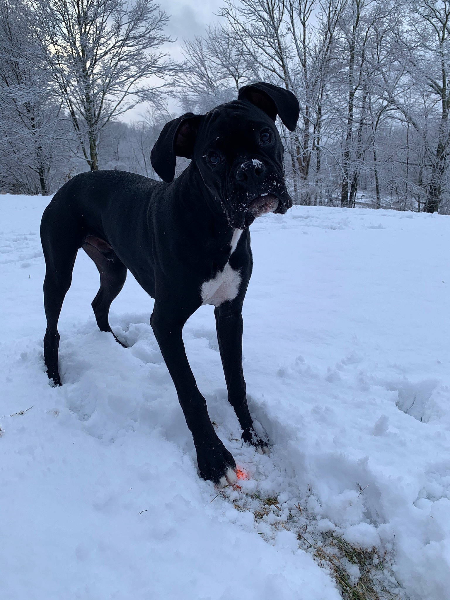 Dex joined the competition — help win amazing prizes! borador, canidae, carnivore, dog, dog_breed, eurohound, great_dane, greyhound, guard_dog, hunting_dog, mammal, patterdale_terrier, rare_breed_dog, snow, sporting_group, tail, winter, working_dog