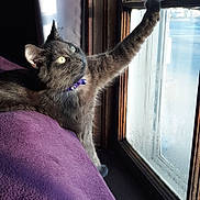 Henry joined the competition — help win amazing prizes! cat, grey_cat, purple_collar, window, sunlight, stretching, paw, indoor, cozy, blanket, purple_blanket, curious, pet, feline, wooden_window_frame, daylight, relaxed, fur, whiskers, home