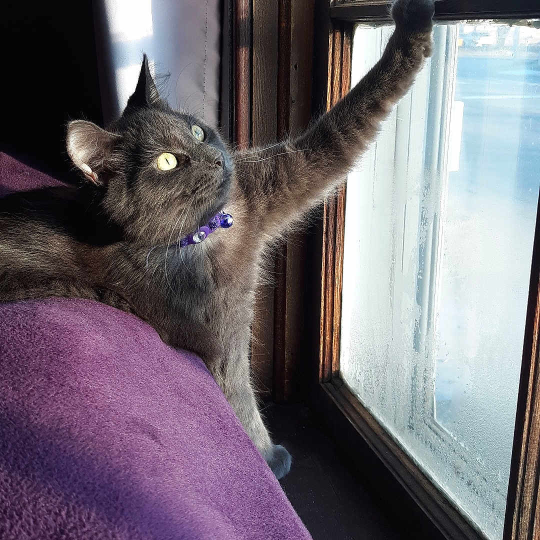 Henry joined the competition — help win amazing prizes! blanket, cat, cozy, curious, daylight, feline, fur, grey_cat, home, indoor, paw, pet, purple_blanket, purple_collar, relaxed, stretching, sunlight, whiskers, window, wooden_window_frame
