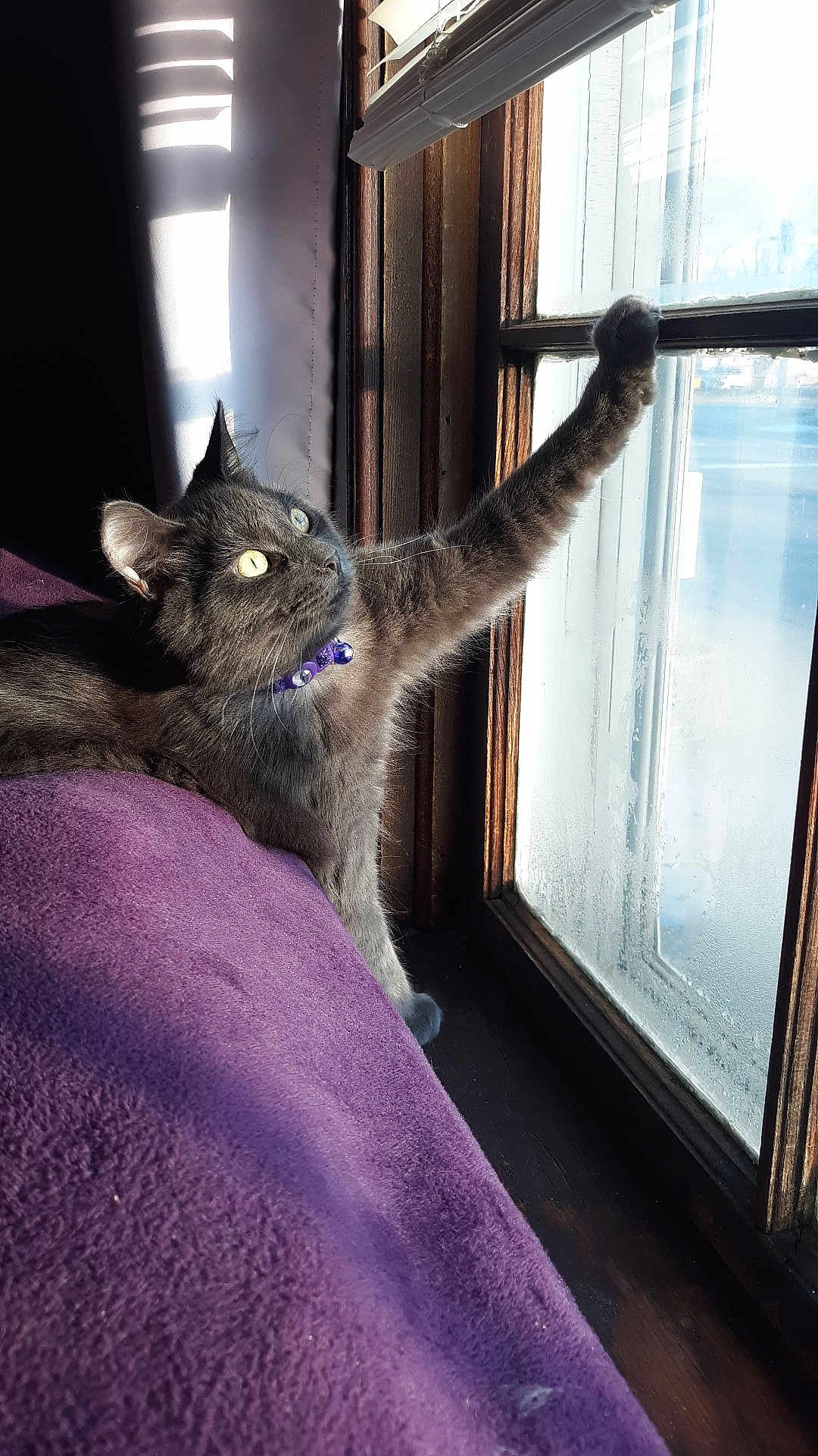 Henry joined the competition — help win amazing prizes! cat, grey_cat, purple_collar, window, sunlight, stretching, paw, indoor, cozy, blanket, purple_blanket, curious, pet, feline, wooden_window_frame, daylight, relaxed, fur, whiskers, home