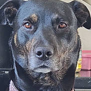 Athena a rejoint le concours — aidez-le/la à gagner de superbes lots ! dog, pet, black_dog, brown_eyes, collar, leopard_print, close_up, indoor, kitchen, countertop, green_onions, jar, pink, fur, animal, canine, portrait, looking, brown_markings, face